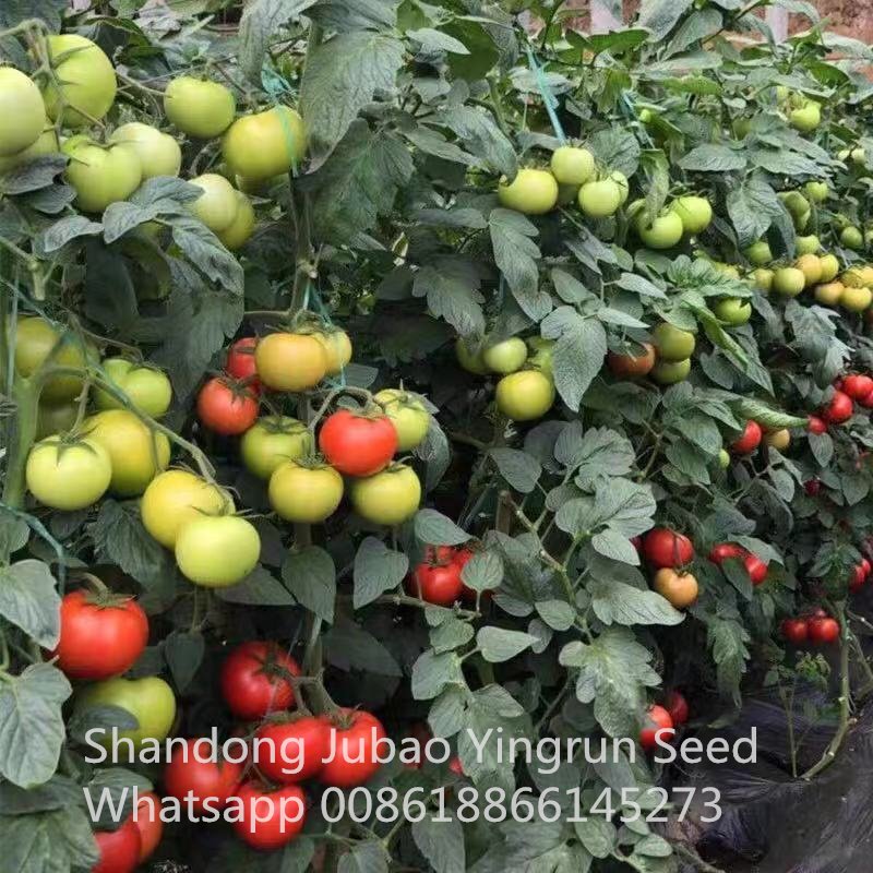 wholesale tomato seeds