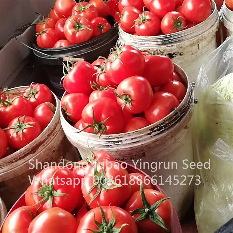China hybrid Tomato seeds China hybrid Tomato seeds
