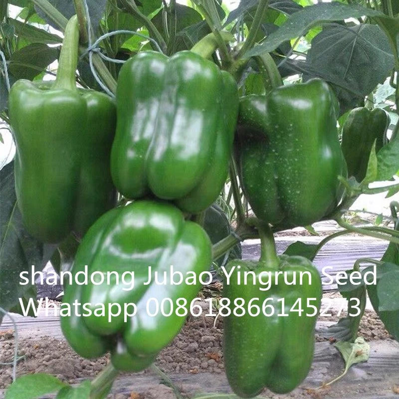 greenhouse pepper seeds greenhouse pepper seeds