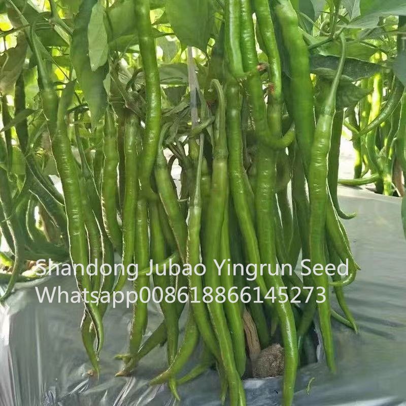 super hot pepper seeds super hot pepper seeds