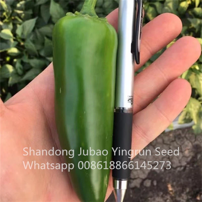 hot pepper seeds for planting