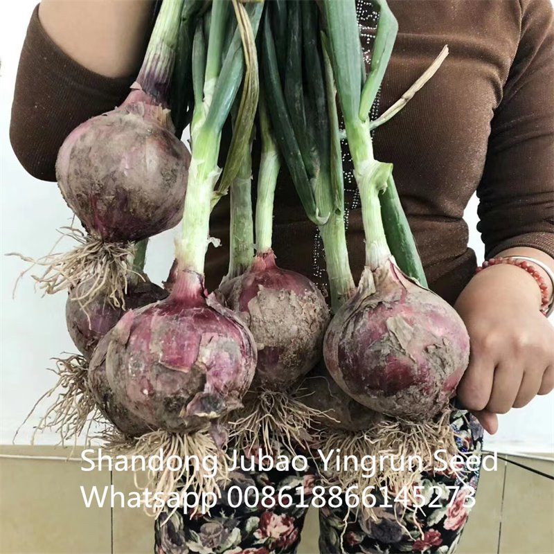 hybrid purple onion seeds hybrid purple onion seeds