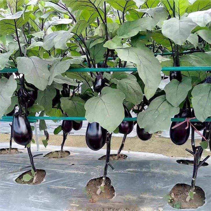 black eggplant seeds