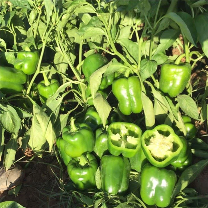 Green Pepper Seeds