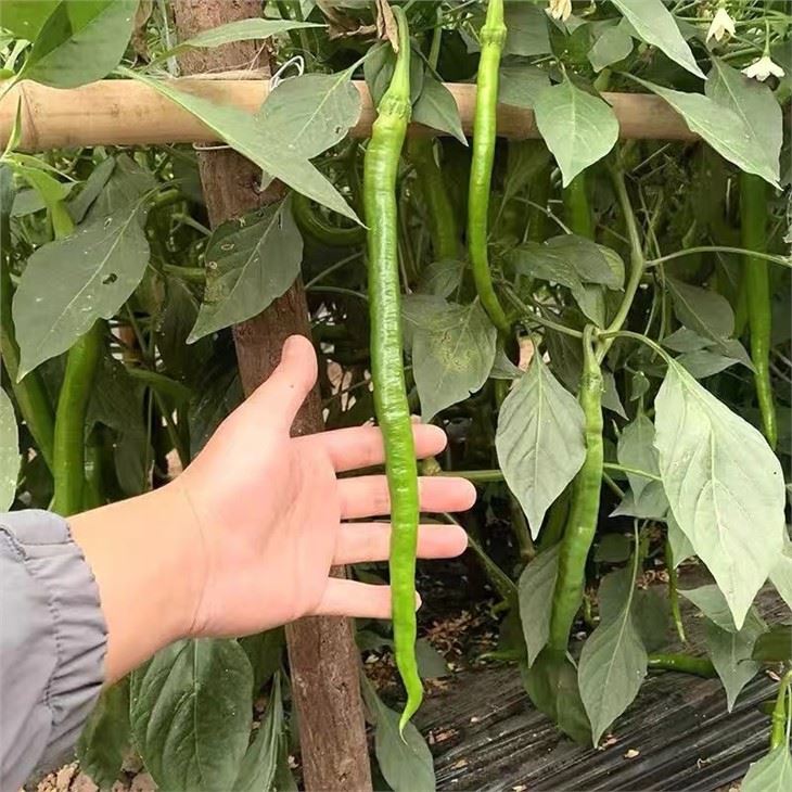 hybrid red chili seeds