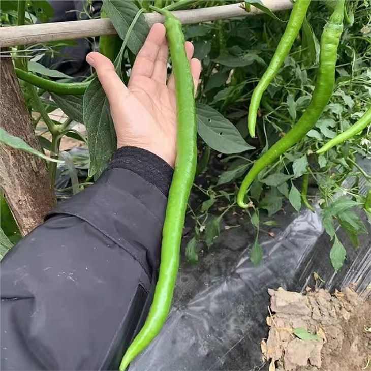 super hot pepper seeds