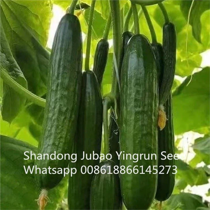 Cucumber Beit Alpha Seeds