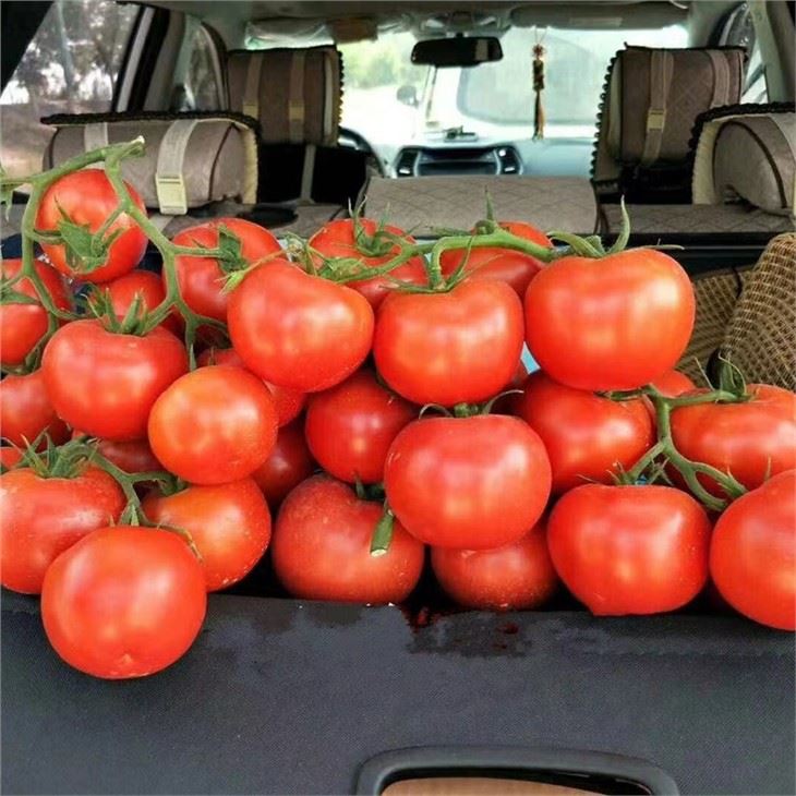 red tomato seeds