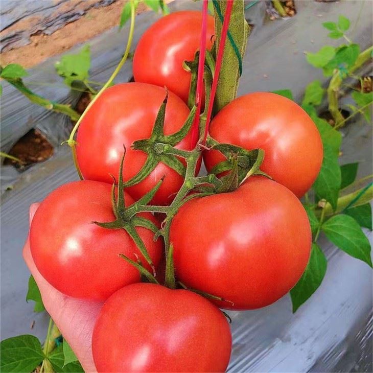 tomato seeds factory