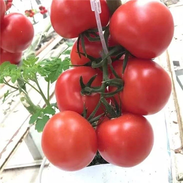 tomato seeds for hydroponics