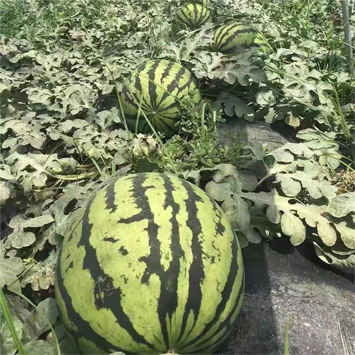 big tasty watermelon seeds