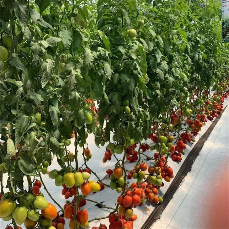 Roma tomato seeds