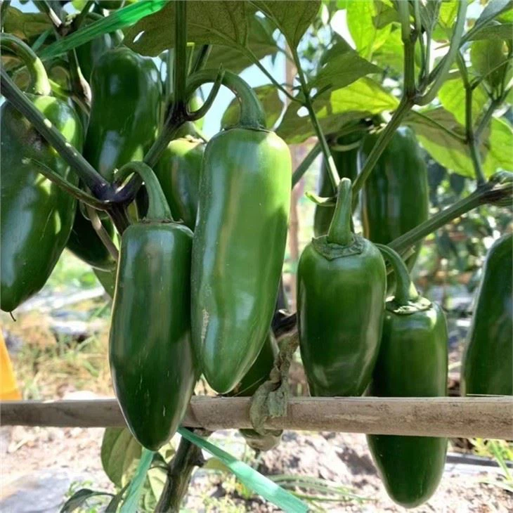 green chili pepper seeds