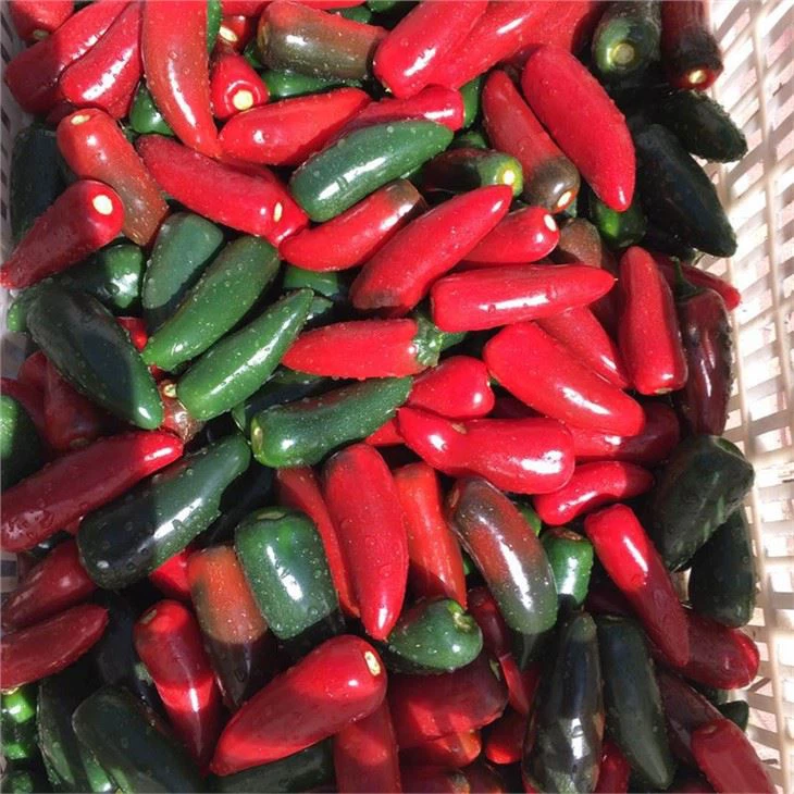 hot pepper seeds for planting