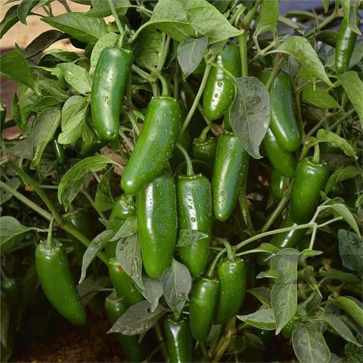 jalapeno hot pepper seeds