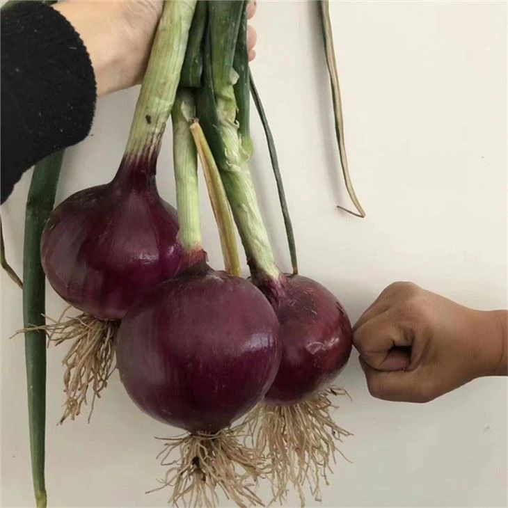 hybrid purple onion seeds