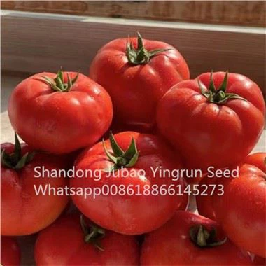 Beef Tomato Seeds