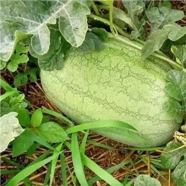 Charleston Gray Watermelon Seeds