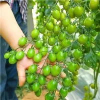 Cherry Falls Tomato Seeds