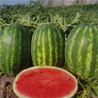 Crimson Sweet Watermelon Seeds