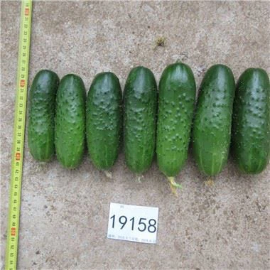 Cucumbers for Pickling