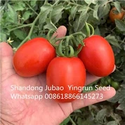 Determinate Roma Tomato Seeds