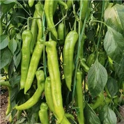 F1 Hybrid Chili Seeds