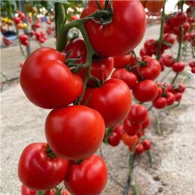 F1 Hybrid Tomato Seeds