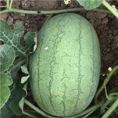 F1 Hybrid Watermelon Seeds