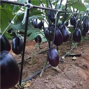 Giant Eggplant Seeds