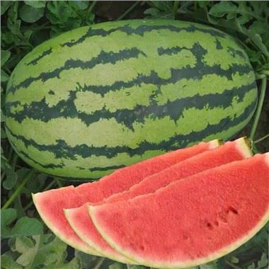 Giant Watermelon Seeds