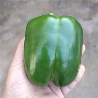 Green Bell Pepper Seeds