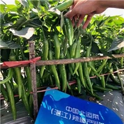 Hybrid Green Chili Seeds