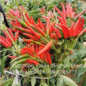 Hybrid Red Chili Seeds