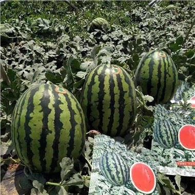 Hybrid Watermelon Seeds