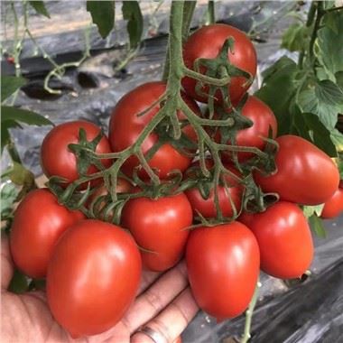 Indeterminate Roma Tomato Seeds