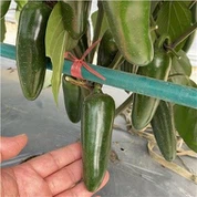 Jalapeno Seeds