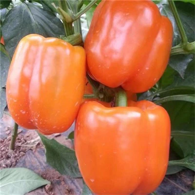Orange Capsicum Seeds