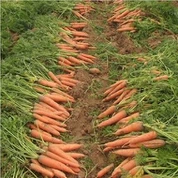 Orange Red Carrot Seed