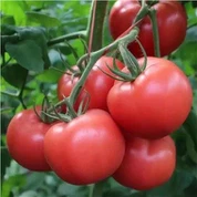 Pink Hybrid Tomato Seeds