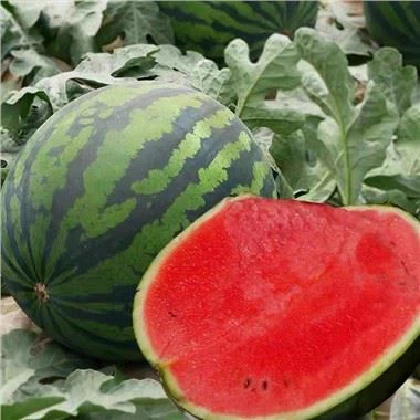 Red Watermelon Seeds