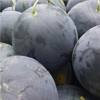 Seedless Black Watermelon Seeds