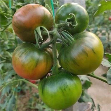 Sweetie Tomato Seeds