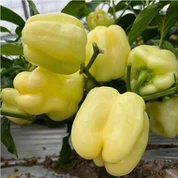 White Bell Pepper Seeds