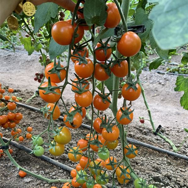 Cold Resistance Round Orange Cherry Tomato Seeds For Greenhouse