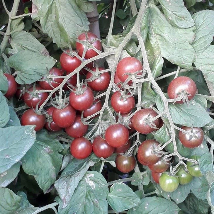Hybrid F1 Black Cherry Tomato Seeds For Sale