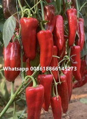 Red Pepper Seeds