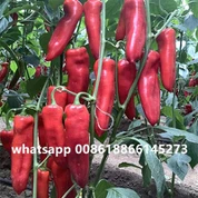 Sweet Red Pepper Seeds