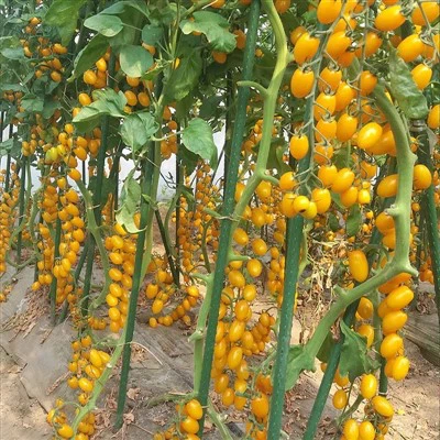 Greenhouse Sweet Yellow Oval Cherry Tomato Seeds