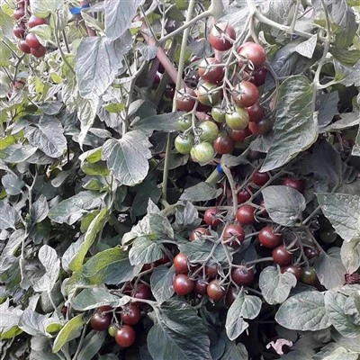 Hybrid F1 Black Cherry Tomato Seeds For Sale